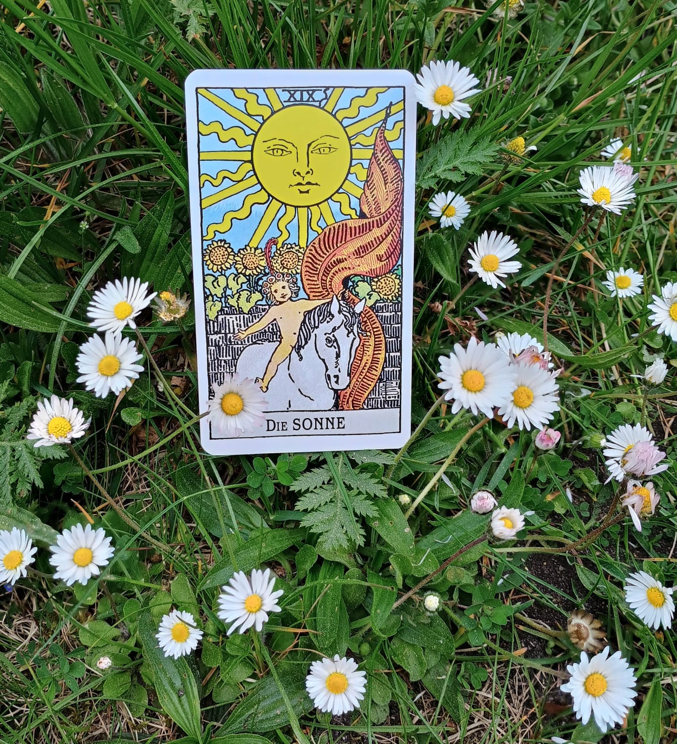 Tarotkarte auf einer Wiese mit Gänseblümchen